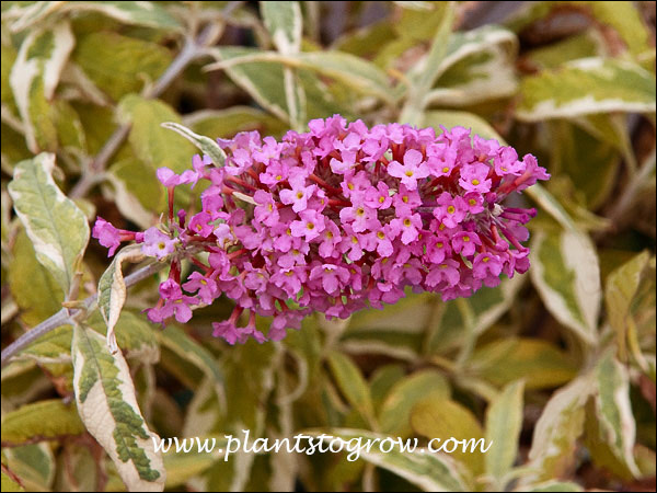 Buddleia Strawberry Lemonade
A Butterfly Bush with variegated folaige.